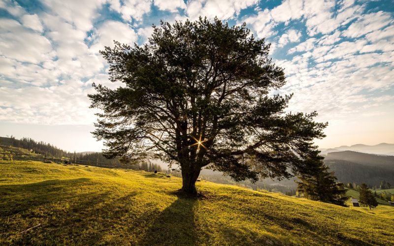 Read more about the article ხის ჯიშების შესახებ